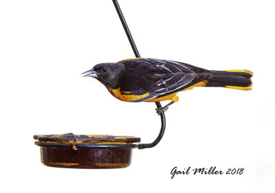 Baltimore Oriole, male