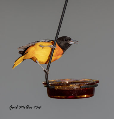 Baltimore Oriole, male