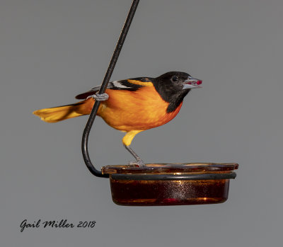 Baltimore Oriole, male