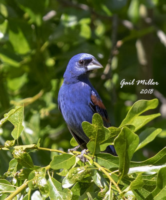 Blue Grosbeak, male