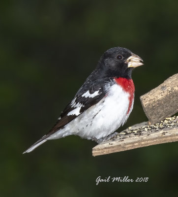 Rose-breasted Grosbeak