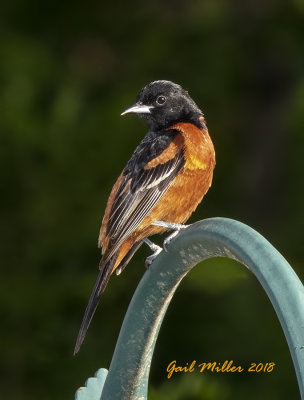 Orchard Oriole, male