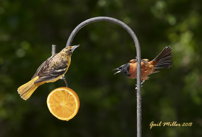Baltimore Oriole and Orchard Oriole