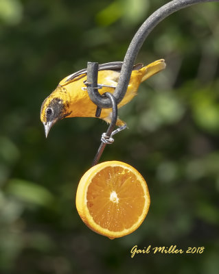 Baltimore Oriole