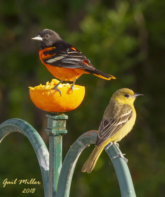 Baltimore Oriole