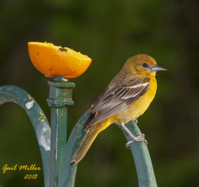 Baltimore Oriole