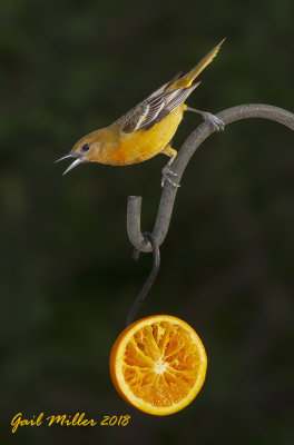 Baltimore Oriole