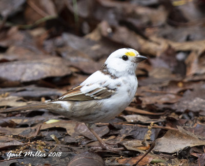 White Throated Sparrow, partially leucistic