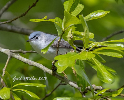 Blue-gray Gnatcatcher