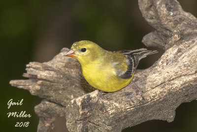 American Goldfinch