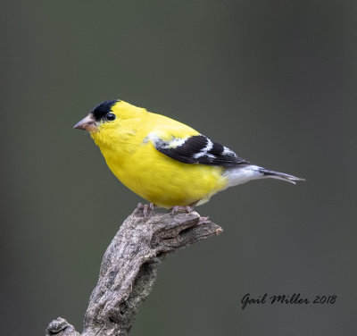 American Goldfinch