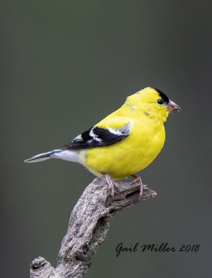 American Goldfinch