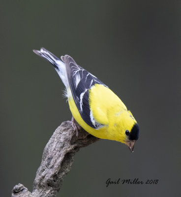 American Goldfinch