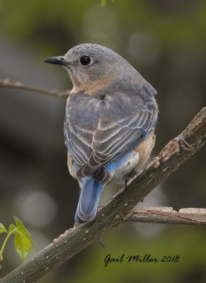 Eastern Bluebird