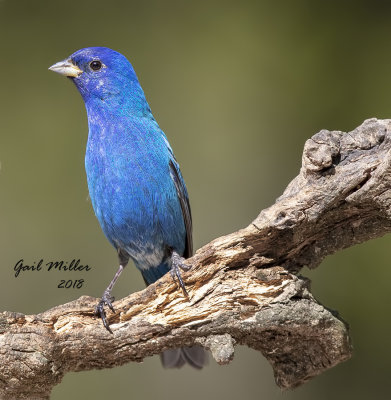 Indigo Bunting