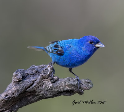 Indigo Bunting