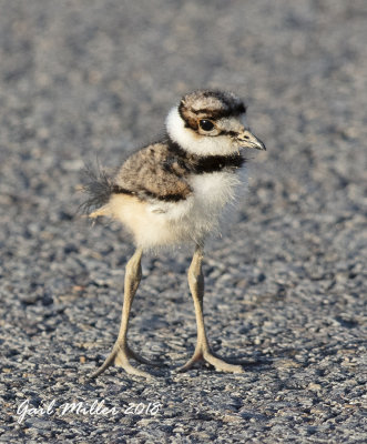 Killdeer