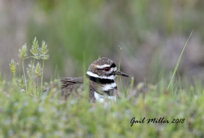 Killdeer