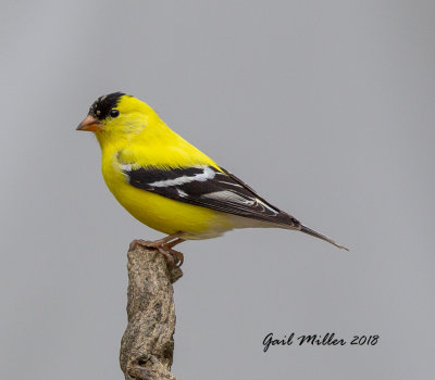 American Goldfinch