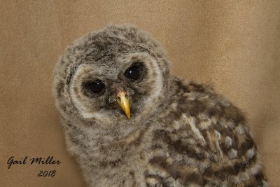 Barred Owl.  Owlets on ground, out of nest.  Transported to RRCA. 