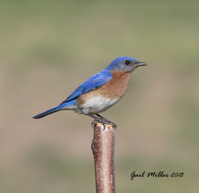 The Eastern Bluebirds just seemed to be begging for a house in this area, so I bought one and put it up.  Success!! 