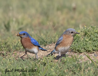 The Eastern Bluebirds just seemed to be begging for a house in this area, so I bought one and put it up.  Success!! 