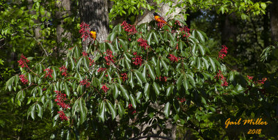 Baltimore Orioles in the top of a Red Buckeye