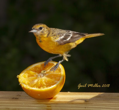 Baltimore Oriole