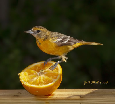 Baltimore Oriole