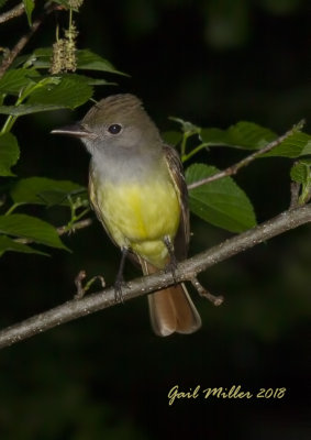 Great Crested Flycatcher 