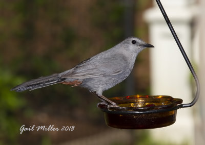 Gray Catbird on a jelly feeder