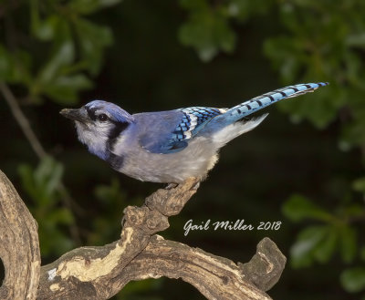 Blue Jay