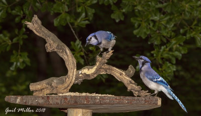 Blue Jay