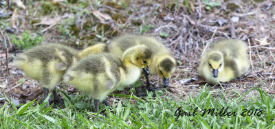 Canada Goose goslings, photographed at the Tokusen tire plant pond.  Thankfully, the move over to the Petco ponds, where they will be much safer from traffic. 