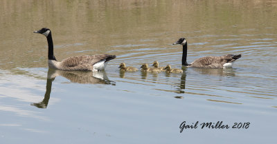A 'new' Canada Goose family.  I believe these goslings were hatched at the nearby Tokusen tire plant, but was glad that they found their way over to the Petco ponds.  Much safer there! 