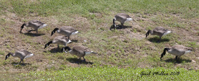 The 'original' Canada Goose family of 8.  Hard to tell the goslings from the adults now. 