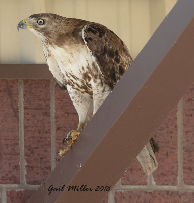 Immature Red-tailed Hawk