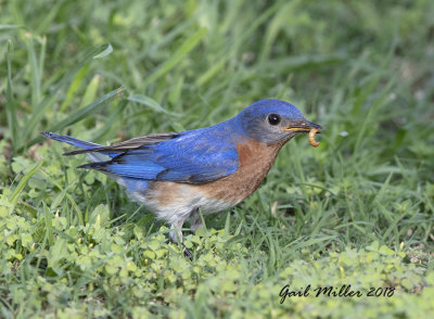 Eastern Bluebird, male