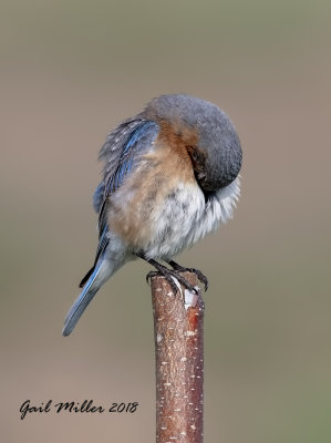 Eastern Bluebird, female