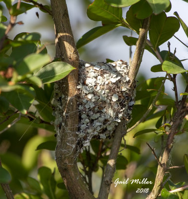 Blue-gray Gnatcatcher nest