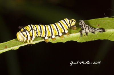 Caterpillar on the right is freshly molted Monarch and that is the old skin.