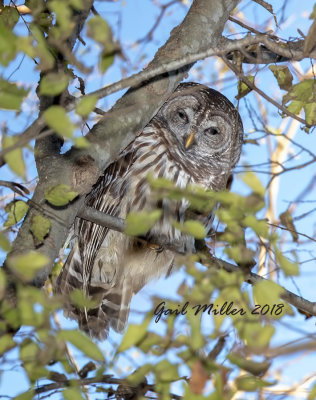 Barred Owl
On my property