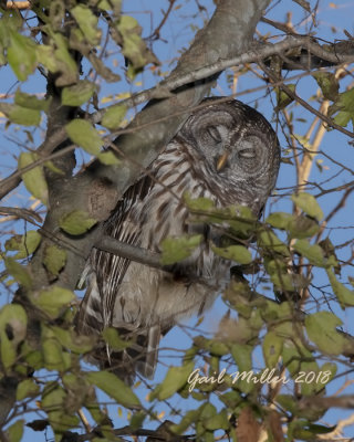 Barred Owl
On my property