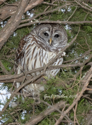 Barred Owl
On my property