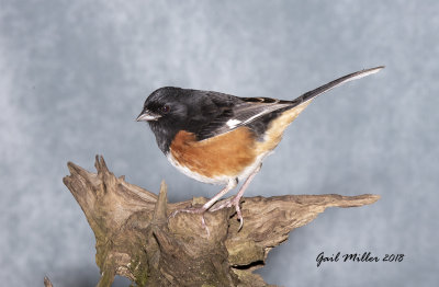 Eastern Towhee, male