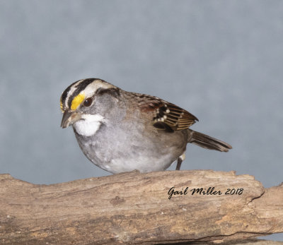 White-throated Sparrow