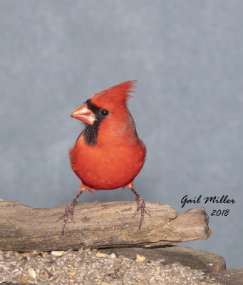 Northern Cardinal, male