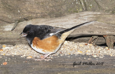 Eastern Towhee, male