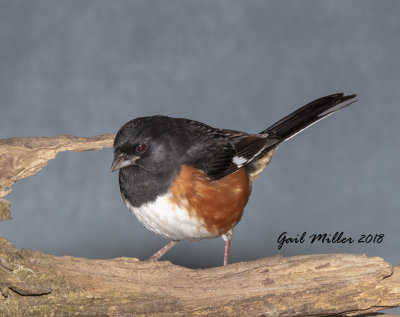 Eastern Towhee, male