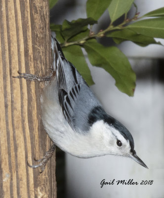 White-breasted Nuthatch